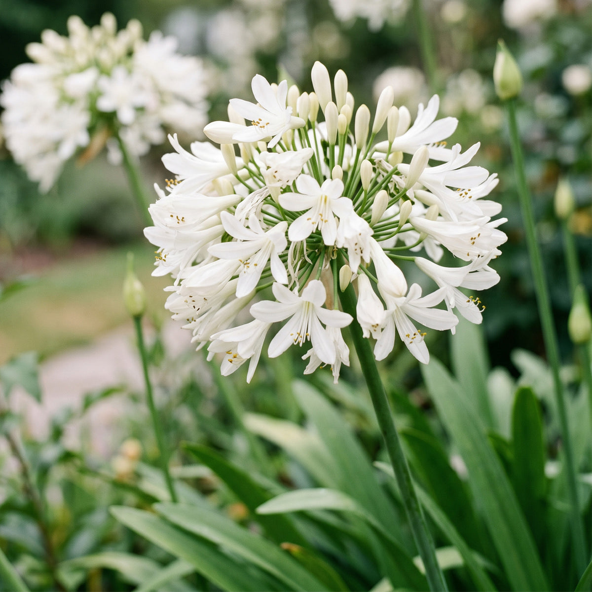 Afrikanische Lilie 'Albus' – Agapanthus – Weiß – Topf Ø11cm – Ansicht 5