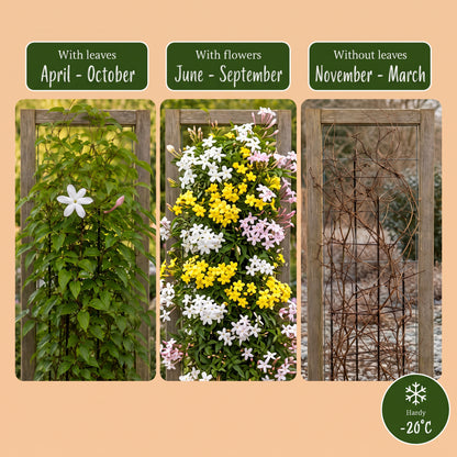 Jasmin-Trio 'Tricolour' – Gelb-Weiß-Rosa – Topf Ø9cm – Ansicht 6