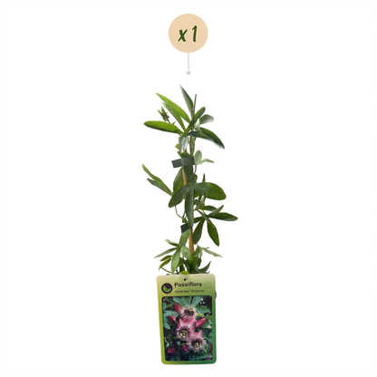 Passionsblume 'Victoria' – Rot-Rosa – Topf Ø9cm – Ansicht 2