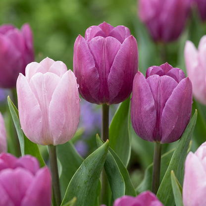Tulpe 'Prince Mix'