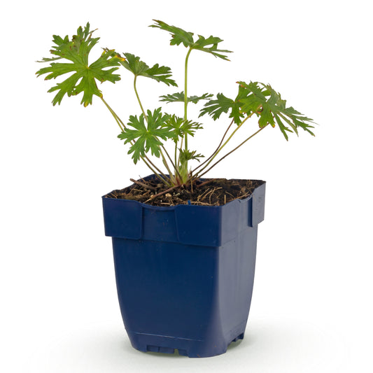 Storchschnabel 'Johnson's Blue' – Blau – Topf Ø11cm