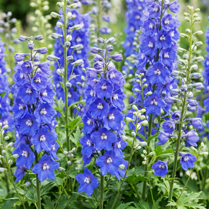 Rittersporn 'Delphinium Blue Bird' – Blau – Topf Ø11cm – Ansicht 5