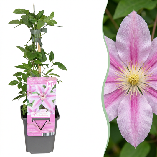 Clematis 'Nelly Moser' – Weiß-Rosa – Topf Ø9cm