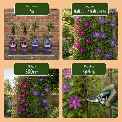 Waldrebe 'Blau & Rot' – Clematis – Topf Ø9cm – Ansicht 5