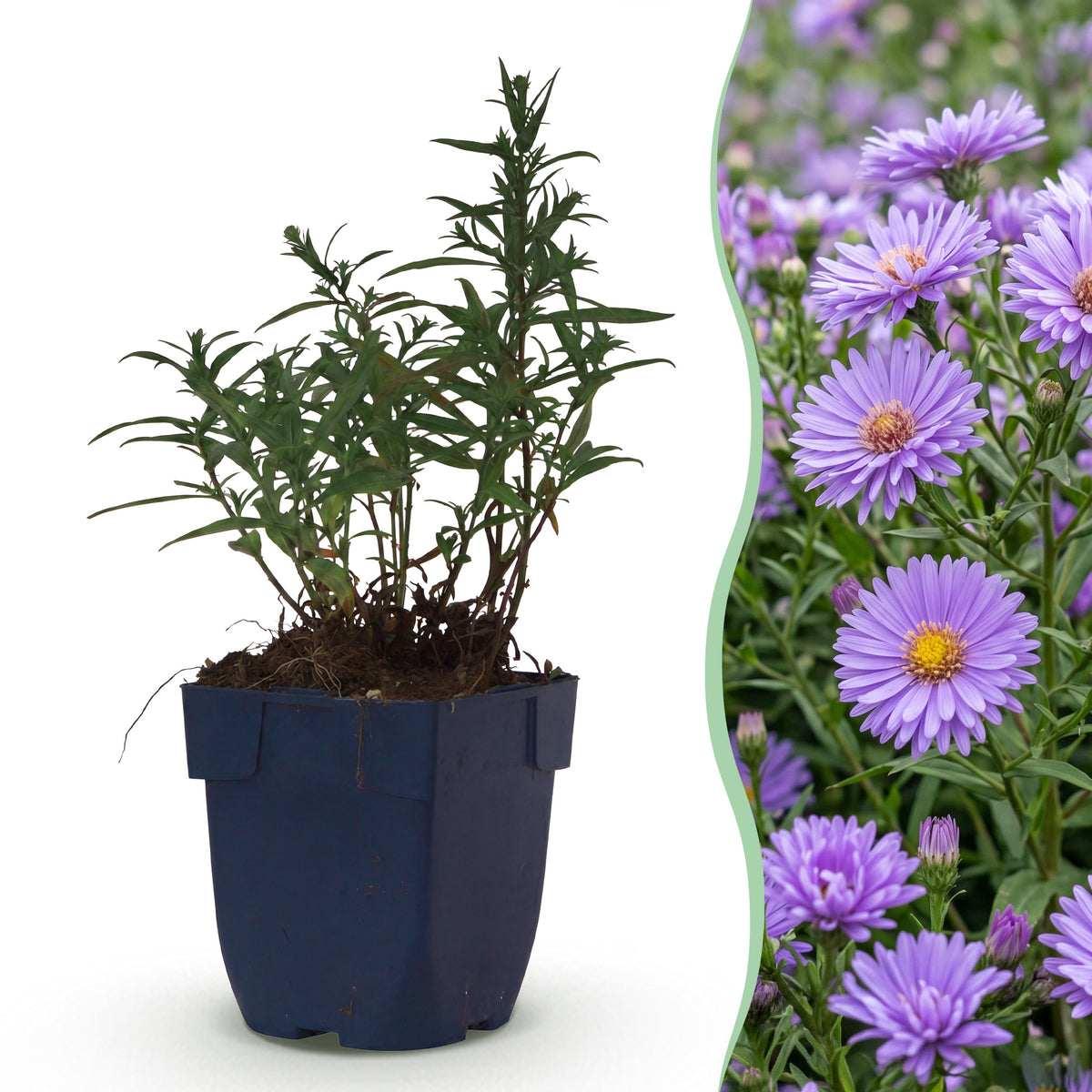 Kissen-Aster 'Mittelmeer' – Lila – Topf Ø11cm