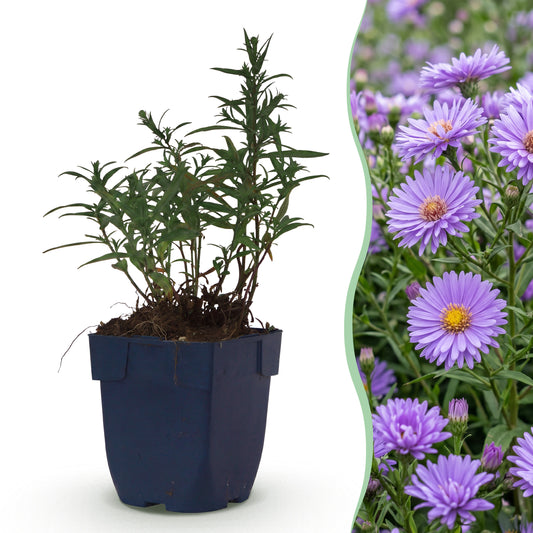 Kissen-Aster 'Mittelmeer' – Lila – Topf Ø11cm
