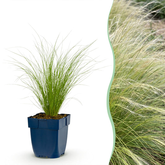 Federgras 'Ponytails' – Stipa tenuissima – Topf Ø11cm
