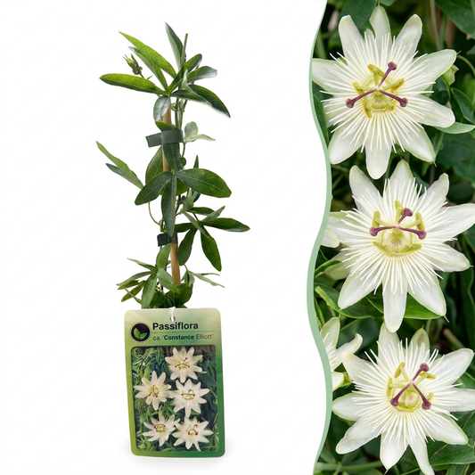 Passionsblume 'Constance Elliott' – Weiß – Topf Ø9cm