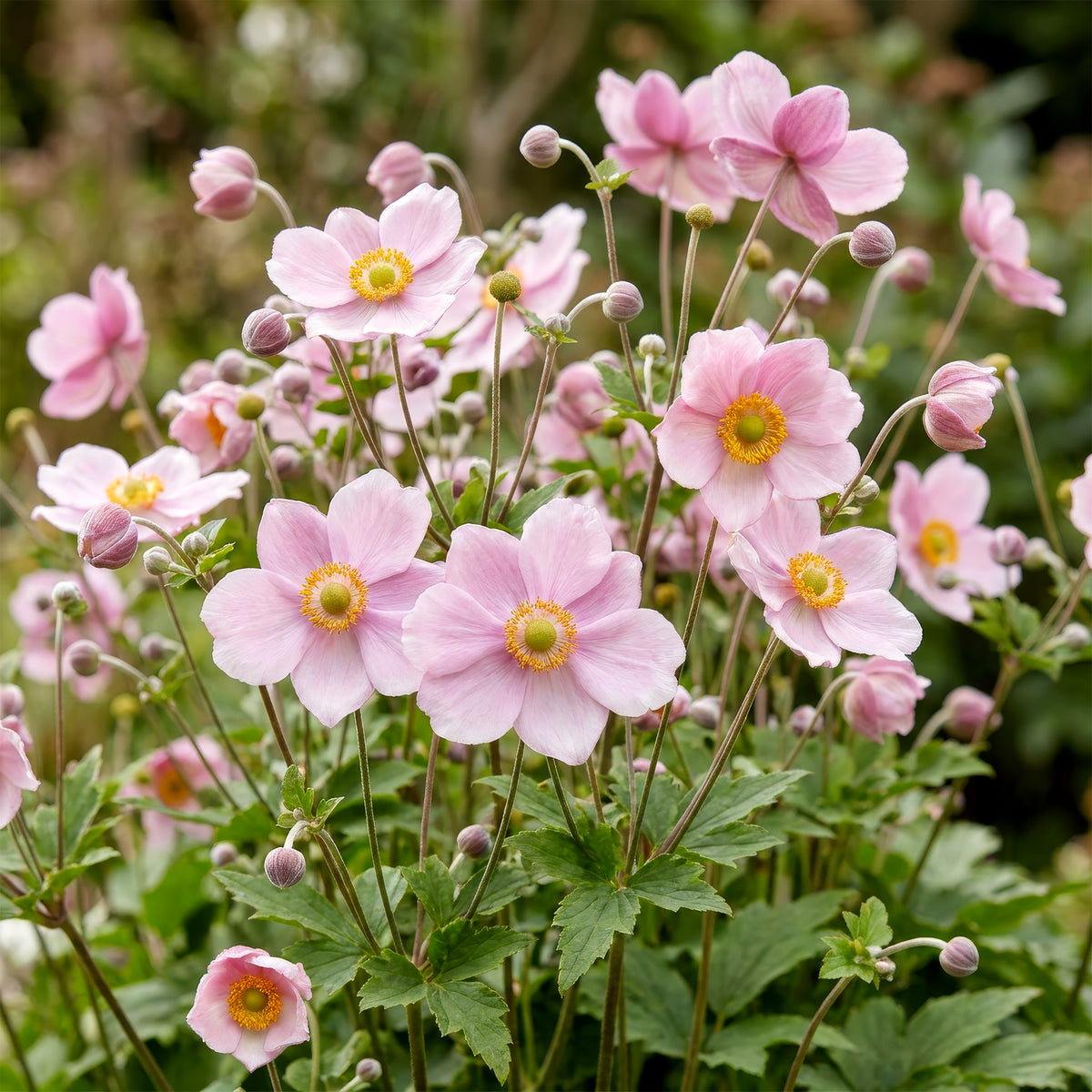 Herbst-Anemone 'Kön. Charlotte' – Rosa – Topf Ø11cm – Ansicht 5
