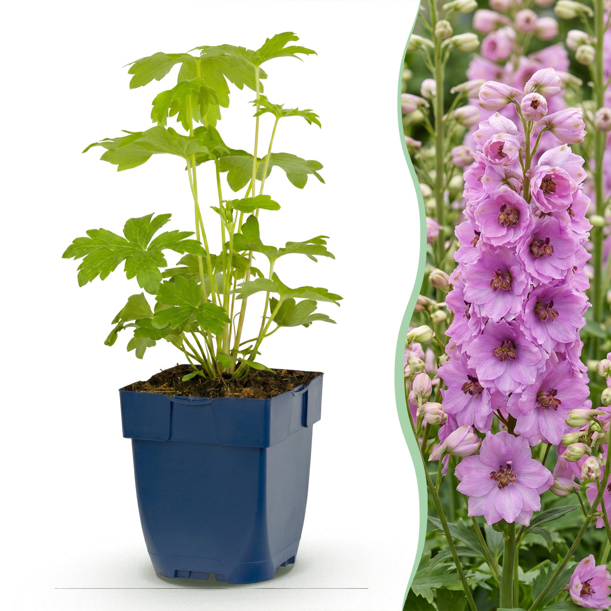 Rittersporn 'Astolat' – Delphinium – Rosa – Topf Ø11cm