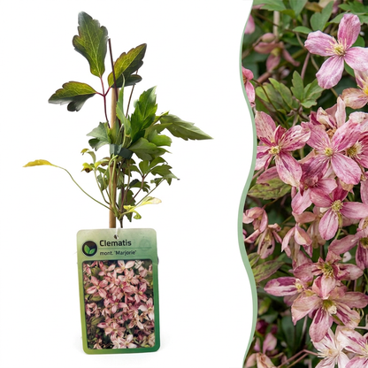 Bergwaldrebe Clematis montana 'Marjorie' – Rosa, Ø9cm, ↕35cm