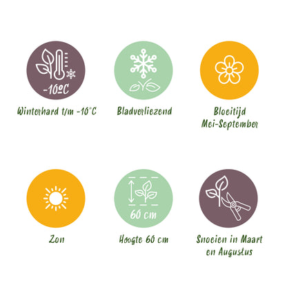 Lavendel 'Rosea' – Rosa – Topf Ø11cm – Ansicht 9