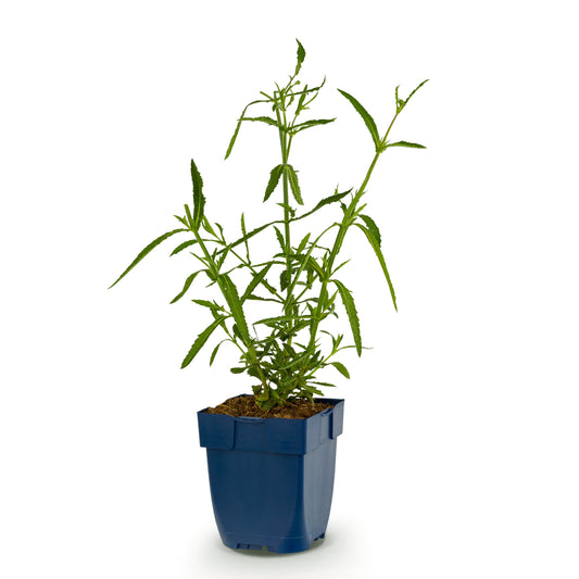 Eisenkraut 'Verbena bonariensis Lollipop' – Lila – Topf Ø11cm – Ansicht 2