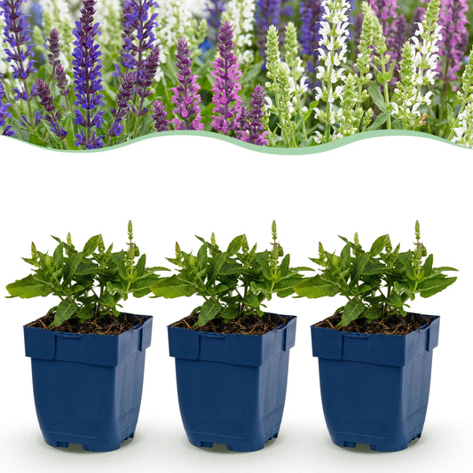 Salbei 'Tricolour' – Violett-Rosa-Weiß – Topf Ø11cm
