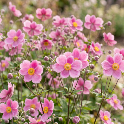 Herbst-Anemone 'Splendens' – Dunkelpink – Topf Ø11cm – Ansicht 5