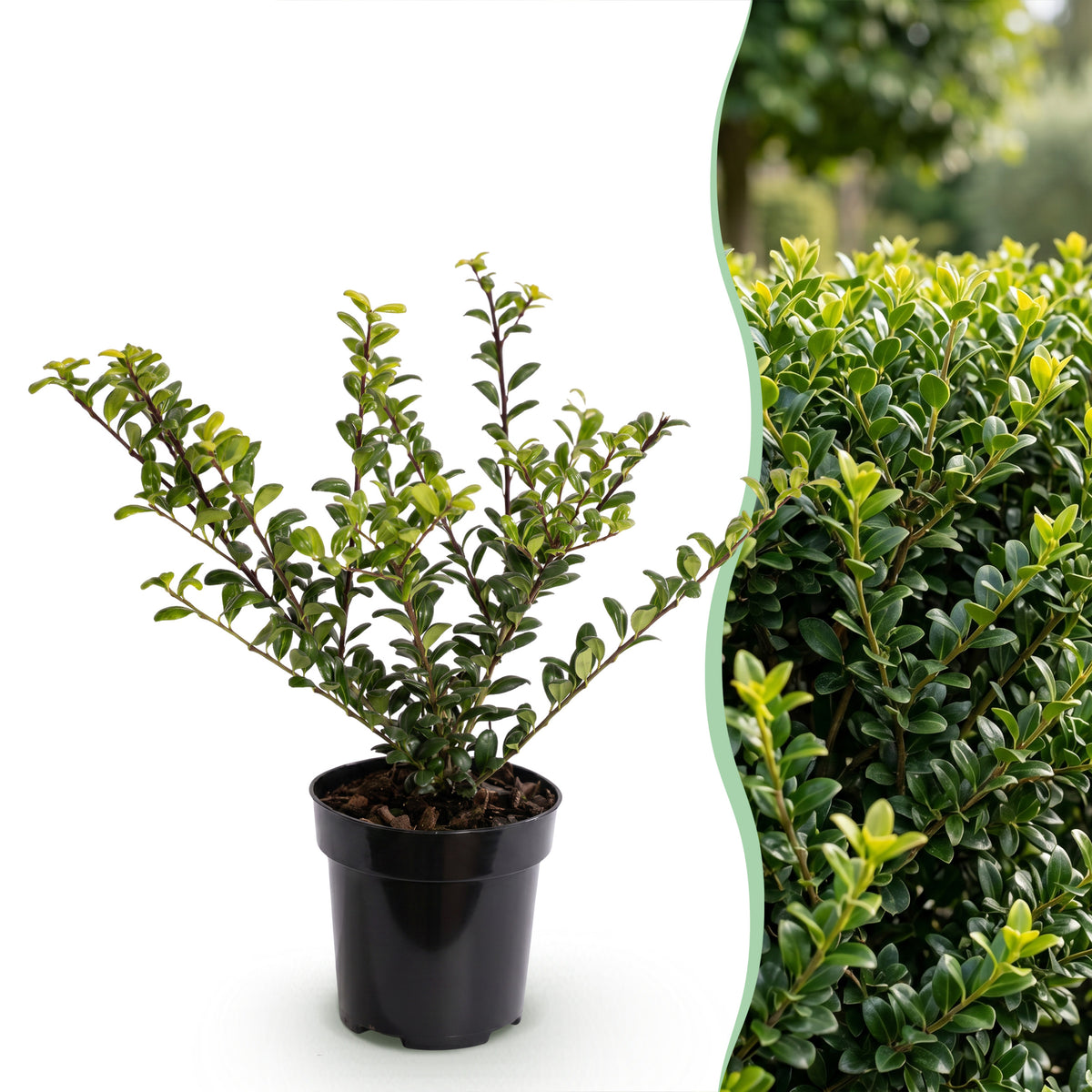 Japanische Stechpalme 'Golden Gem' – Gelb-Gold – Topf Ø9cm – Ansicht 3