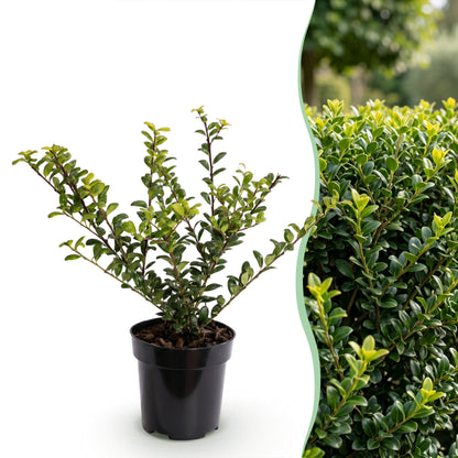 Japanische Stechpalme 'Golden Gem' – Gelb-Gold – Topf Ø9cm – Ansicht 3