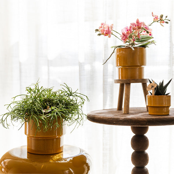 Übertopf 'Timeless' – Kolibri Home – Gelb – Ø9cm – Ansicht 4