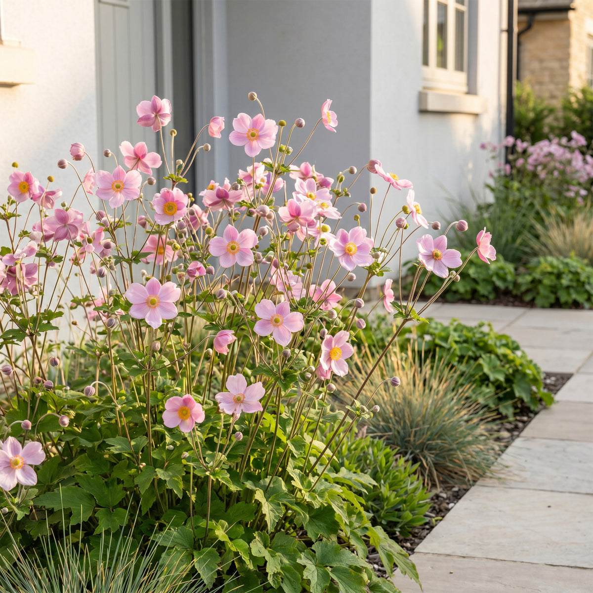 Herbst-Anemone 'Splendens' – Dunkelpink – Topf Ø11cm – Ansicht 6