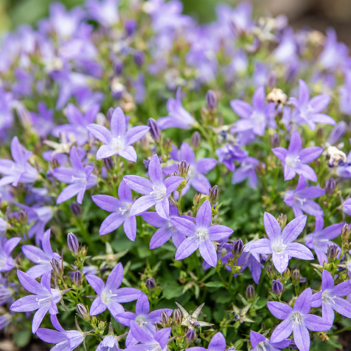 Hängepolster-Glockenblume 'Stella' – Campanula poscharskyana – Lila – Topf Ø11cm – Ansicht 5