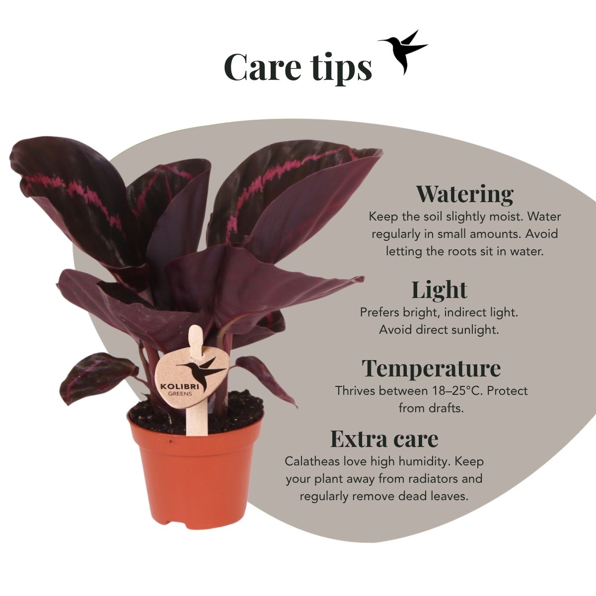 Calathea 'Dottie' – Zimmerpflanze – Ø6cm – Ansicht 4