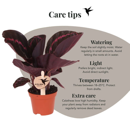 Calathea 'Dottie' – Zimmerpflanze – Ø6cm – Ansicht 4