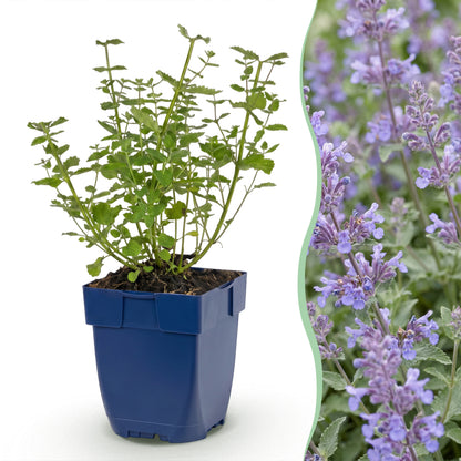 Katzenminze 'Walker's Low' – Blau – Topf Ø11cm