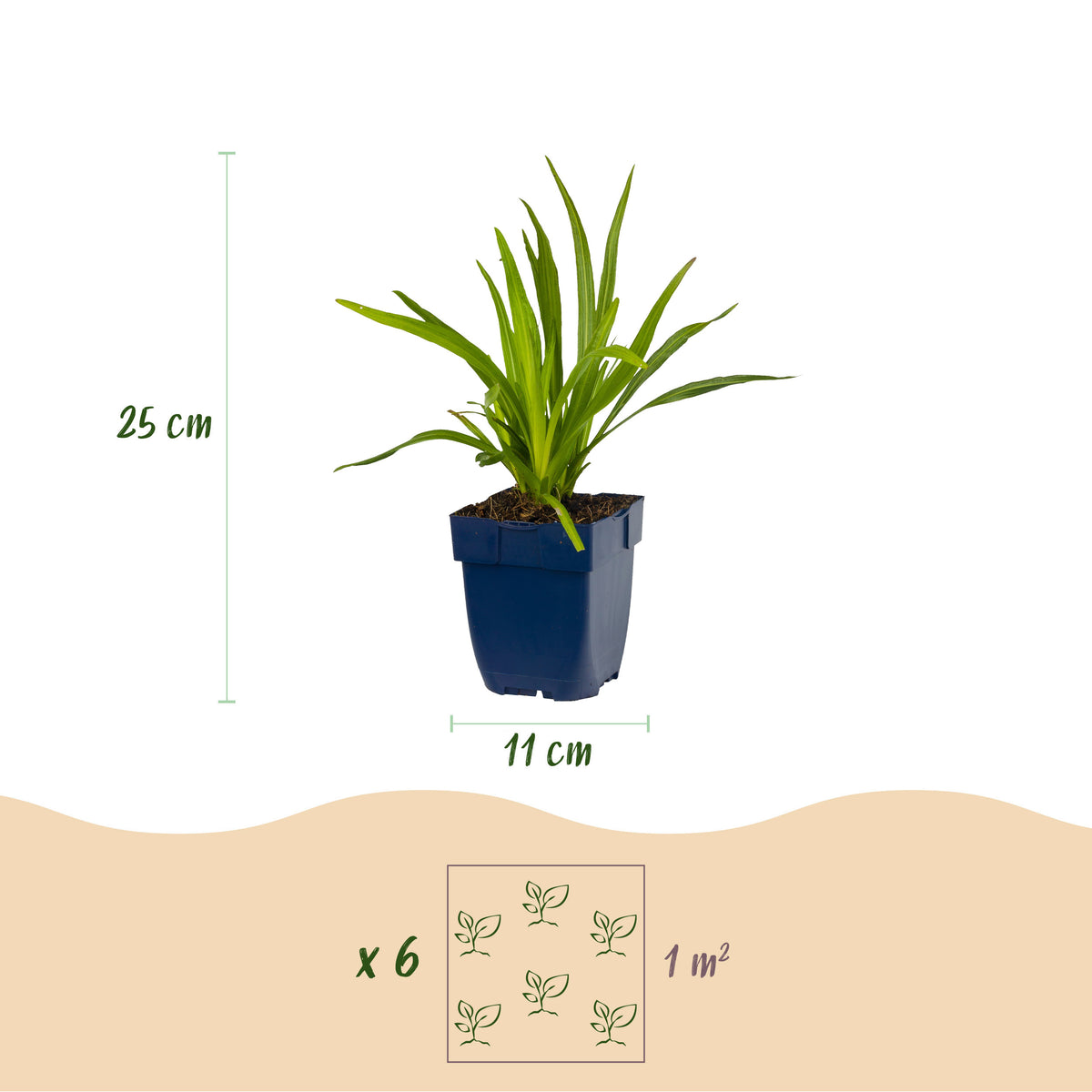 Prachtscharte 'Liatris Duo' – Violett-Weiß – Topf Ø11cm – Ansicht 3