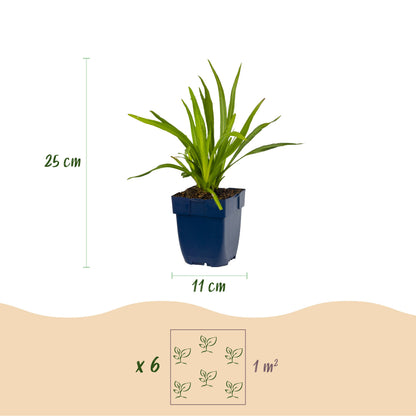 Prachtscharte 'Liatris Duo' – Violett-Weiß – Topf Ø11cm – Ansicht 3