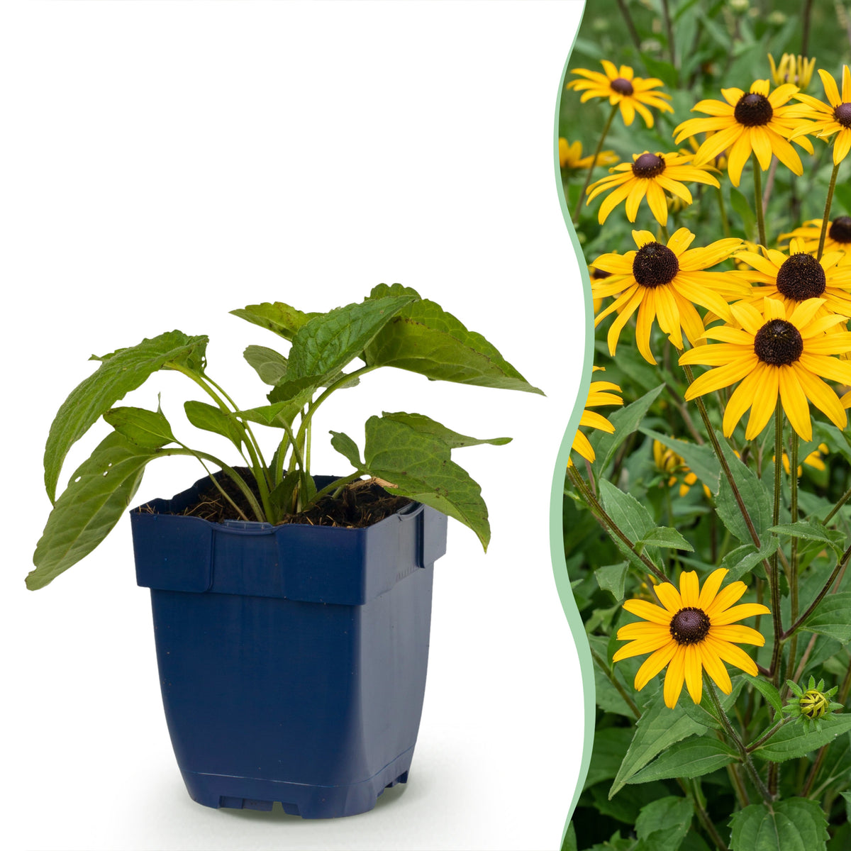 Sonnenhut 'Goldsturm' – Rudbeckia fulgida – Gelb – Topf Ø11cm
