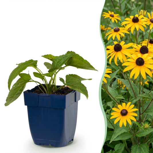 Sonnenhut 'Goldsturm' – Rudbeckia fulgida – Gelb – Topf Ø11cm