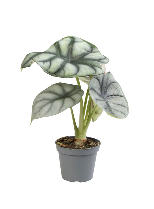 Silberdrachen-Alocasia 'Silver Dragon' – Grau – Topf Ø6cm