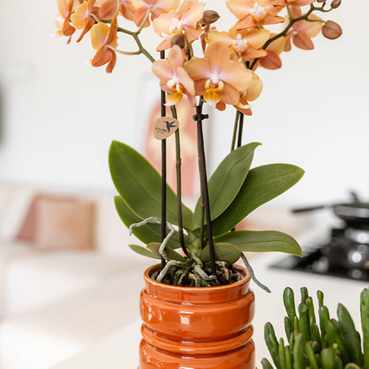 Kolibri Home 'Noma' Übertopf – Terracotta – Ø9cm – Ansicht 2