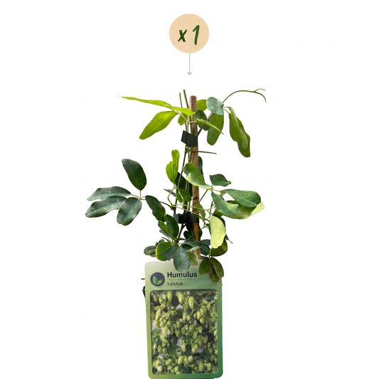 Hopfen 'Nordbrau' – Grün, Ø9cm, ↕35cm – Ansicht 2