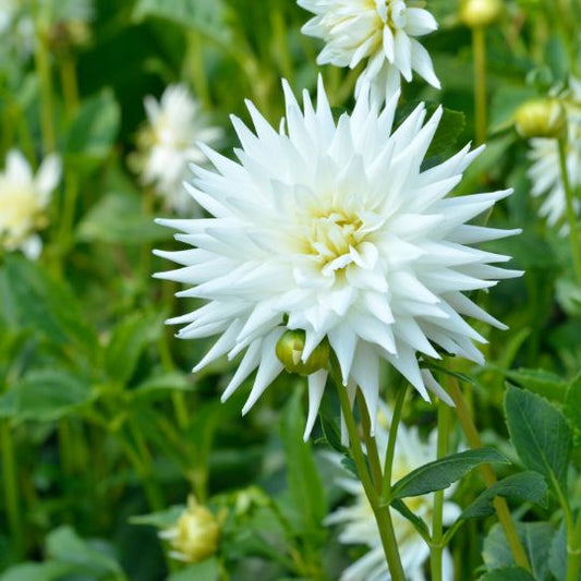 Dahlien-Knolle 'Playa Blanca' – Kaktusförmig – Ansicht 2