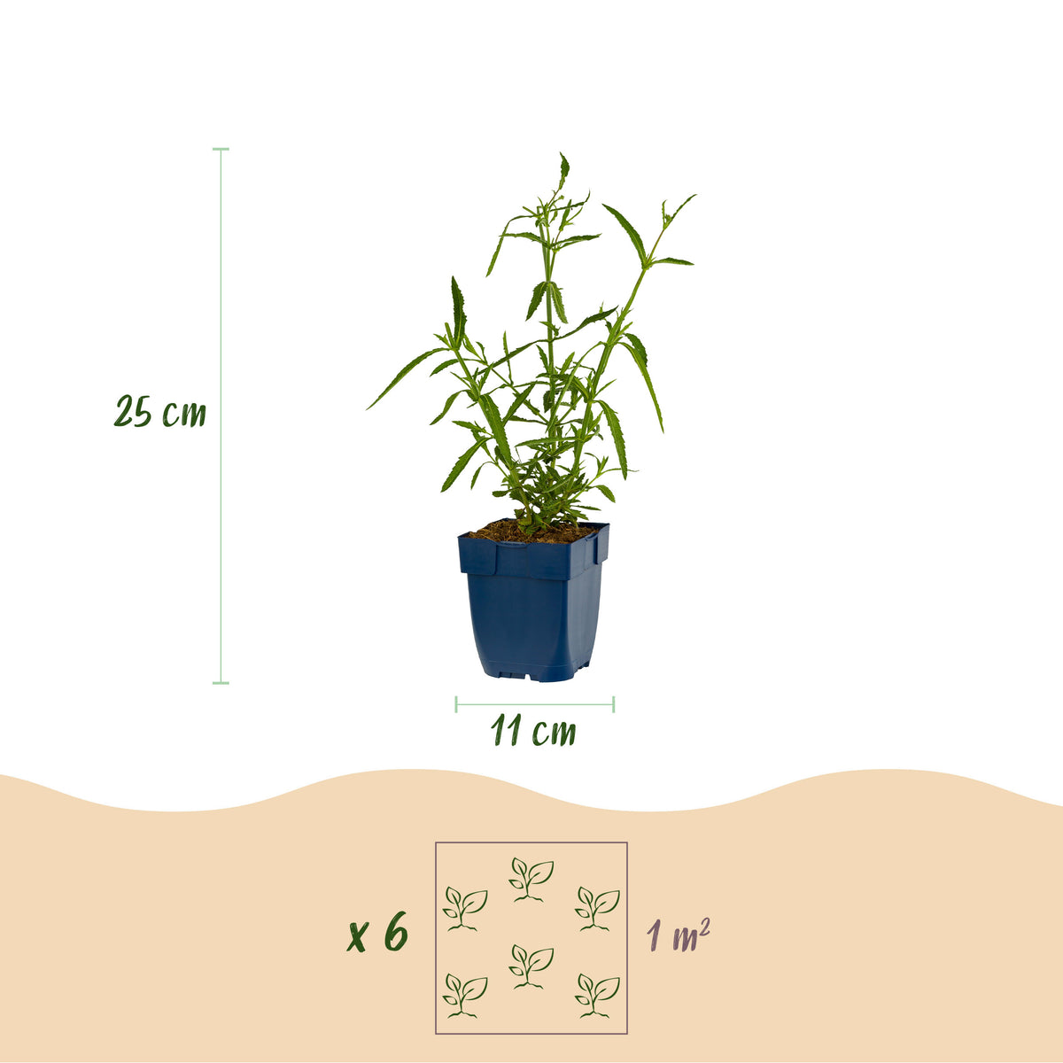 Eisenkraut 'Verbena bonariensis Lollipop' – Lila – Topf Ø11cm – Ansicht 3