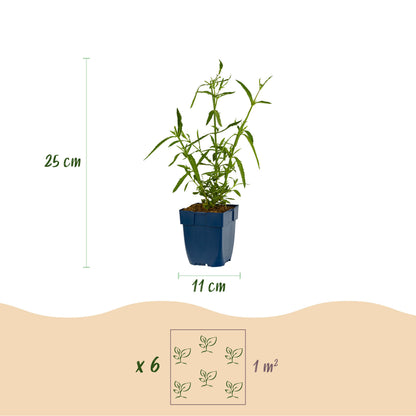 Eisenkraut 'Verbena bonariensis Lollipop' – Lila – Topf Ø11cm – Ansicht 3