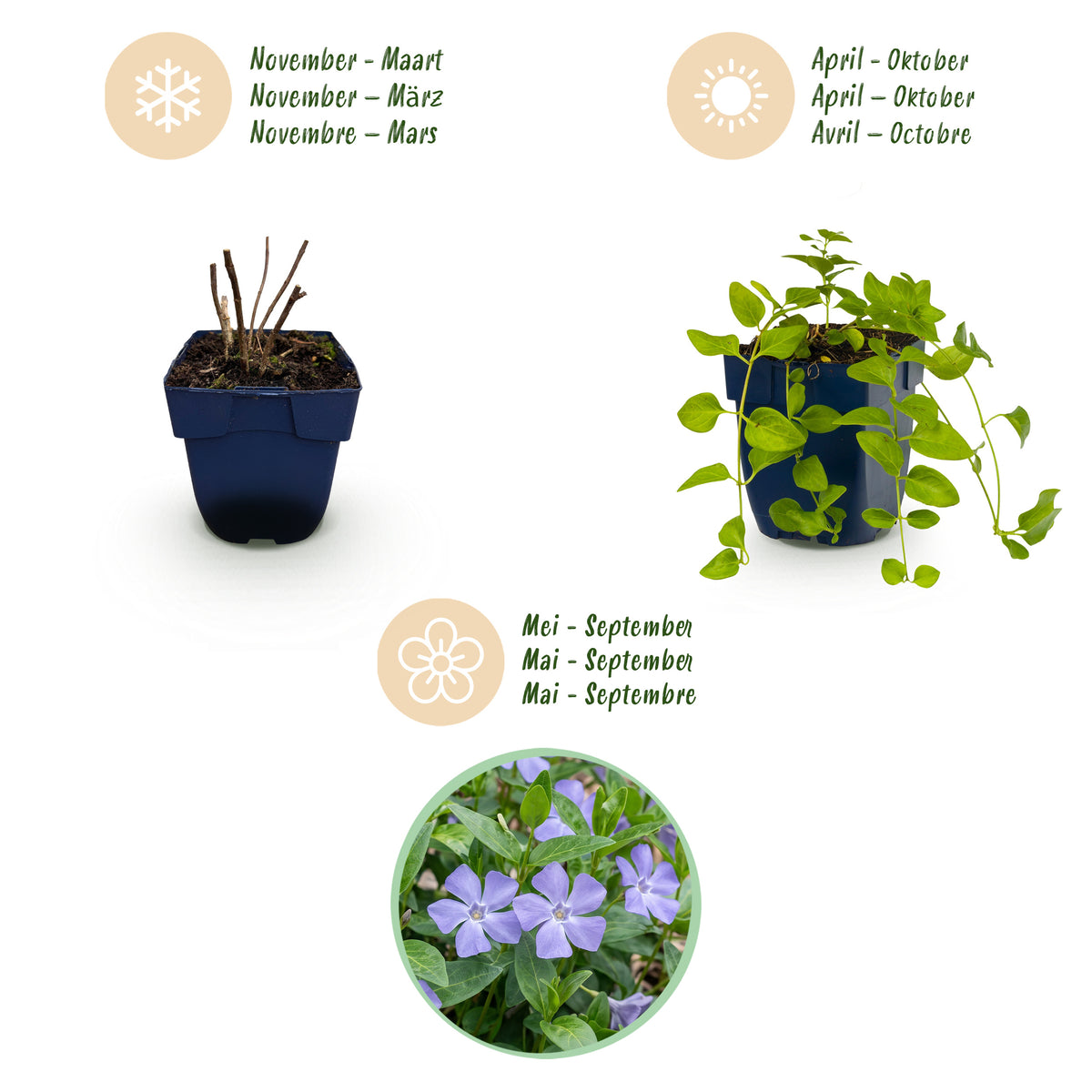 Immergrün 'Vinca major' – Blau – Topf Ø11cm – Ansicht 4
