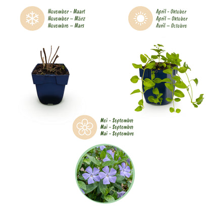 Immergrün 'Vinca major' – Blau – Topf Ø11cm – Ansicht 4