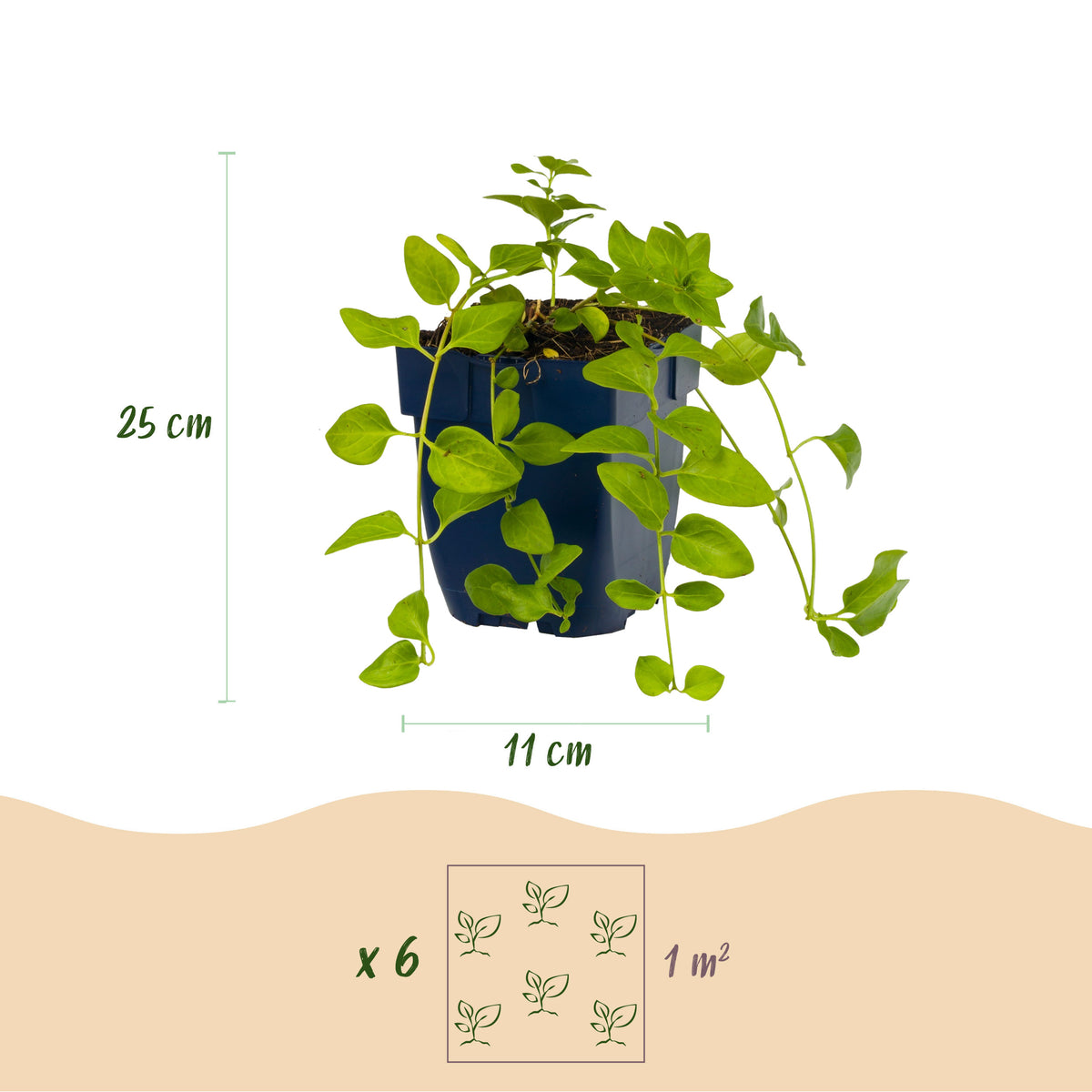 Immergrün 'Vinca Tricolour' – Blau-Lila-Weiß – Topf Ø11cm – Ansicht 3