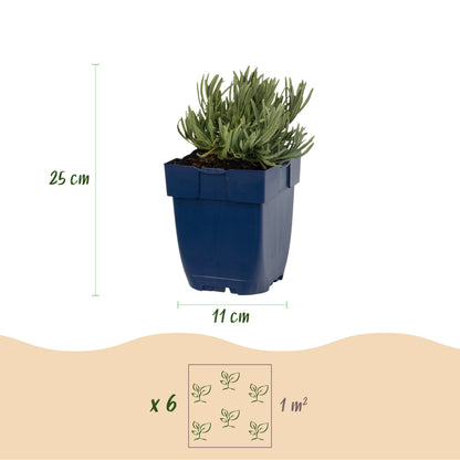 Lavendel 'Hidcote' – Lavandula angustifolia – Topf Ø11cm – Ansicht 3