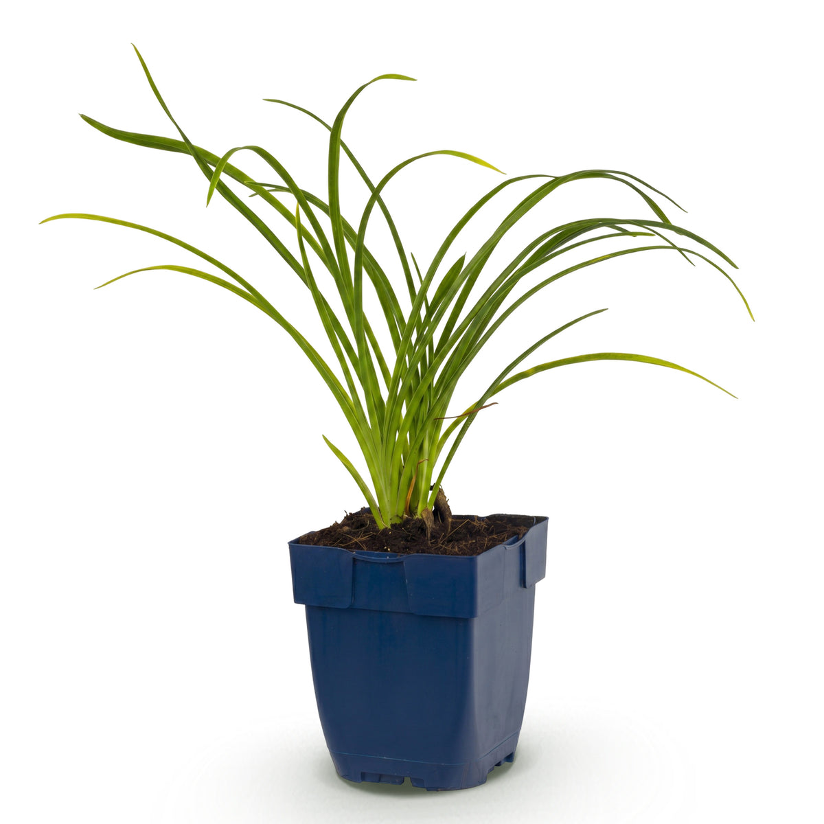 Taglilie 'Stella d'Oro' – Gelb – Topf Ø11cm – Ansicht 2