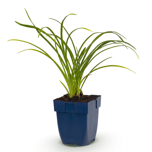 Taglilie 'Stella d'Oro' – Gelb – Topf Ø11cm – Ansicht 2