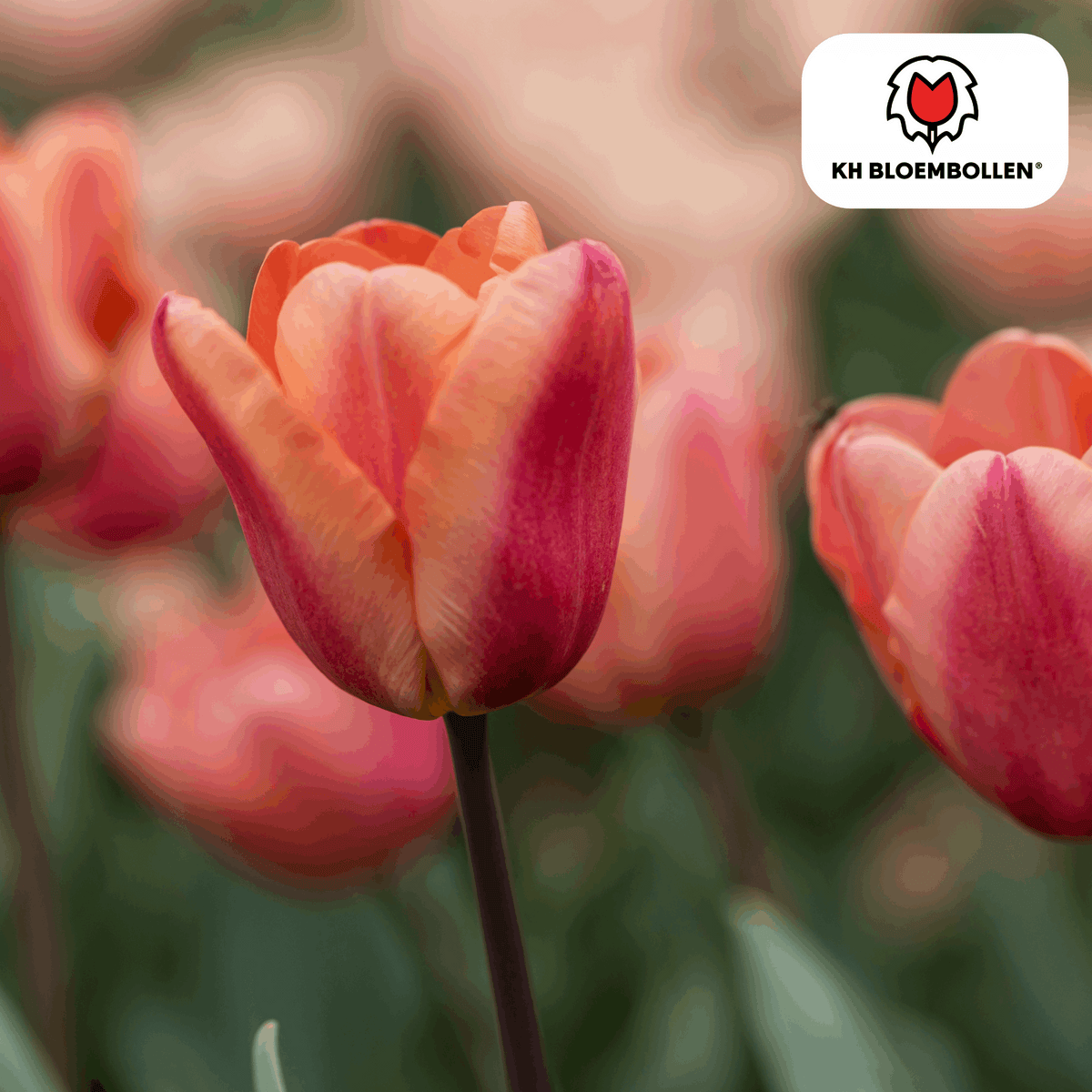 Apricot Foxx Tulpenzwiebeln – 20 Stück – Lachsrosa Frühlingsblüher – Sorte Tulipa „Apricot Foxx“ – Für Garten & Topf – Blüte April–Mai 