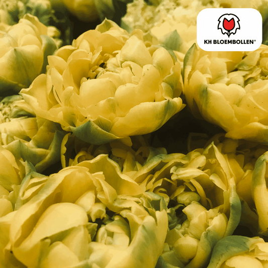 Tulpenzwiebeln Avantgarde – 20 Blumenzwiebeln – Gefüllte gelbe Tulpe mit rosa Apricot-Nuancen – Exklusiv & verspielt – Für Garten oder Topf 