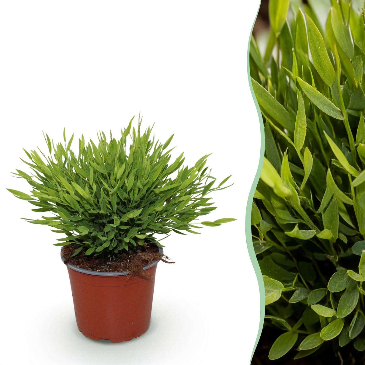 Bambus Pogonatherum Monica Bambusgras – Haustierfreundliche Zimmerpflanze 12cm – Höhe ca.20cm – Dekorative Grünpflanze für Wohnzimmer Büro & Homeoffice