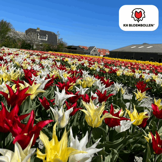 Tulpenzwiebeln Tres Chic Mix – 20 Blumenzwiebeln – Rot, Weiß & Gelb – Eleganter Farbmix für Garten & Topf – Winterhart & pflegeleicht 