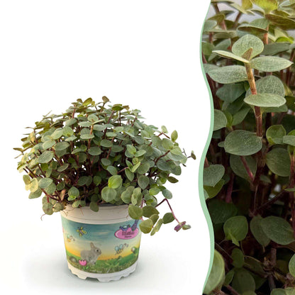 Callisia repens Schildkrötenpflanze – Haustierfreundliche Zimmerpflanze 12cm – Höhe ca.14cm – Pflegeleichte Grünpflanze für Wohnzimmer Büro & Schlafzimmer