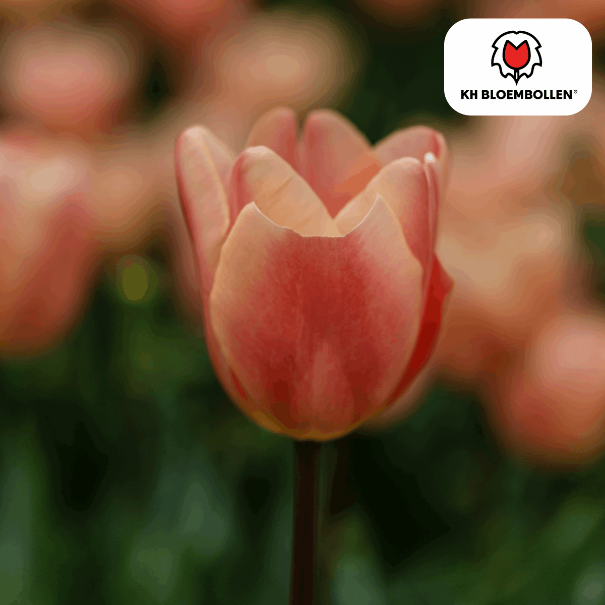 Apricot Foxx Tulpenzwiebeln – 20 Stück – Lachsrosa Frühlingsblüher – Sorte Tulipa „Apricot Foxx“ – Für Garten & Topf – Blüte April–Mai 