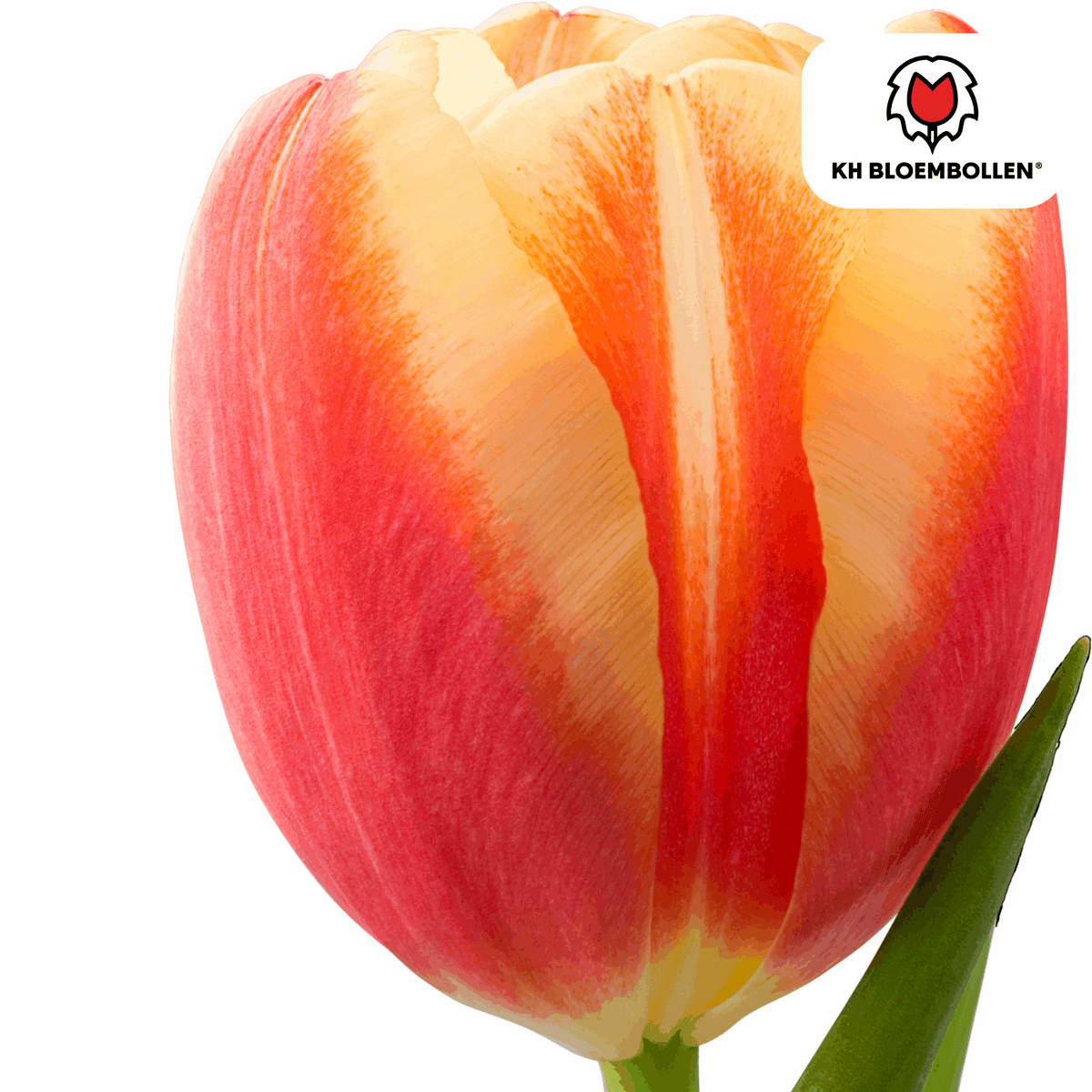 Tulpenzwiebeln Jan Seignette – 20 Blumenzwiebeln – Rot-gelb gestreifte Tulpe – Klassisch & auffällig – Für Garten & Topf 